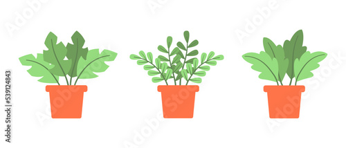 flower and leaf plant in pot. vector illustration design