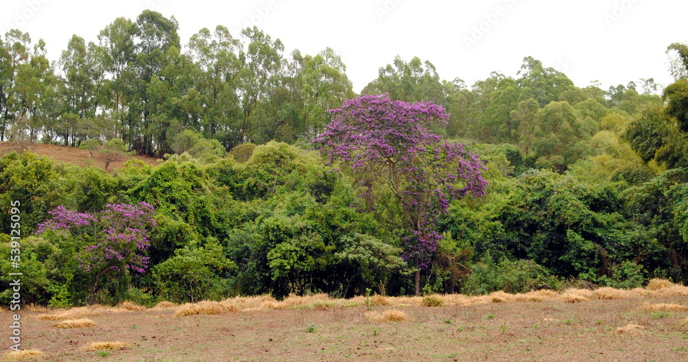 Pleroma mutabile or Tibouchina mutabilis or glory bush (manacá-da-serra), an evergreen pioneer tree with an open crown and purple flowers, native to the Brazilian Atlantic Forest