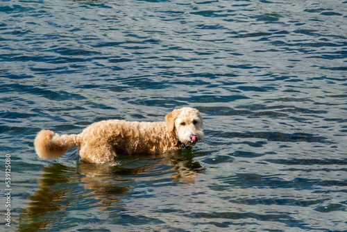 Golden doodle bathing in water and licking its muzzle