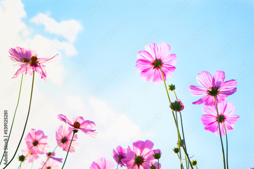 Pink cosmos flowers in garden with sunrise.