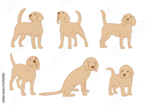 Cute cool beagle set. Collection of flat dog in various poses and actions. Vector illustration of domestic pet behavior