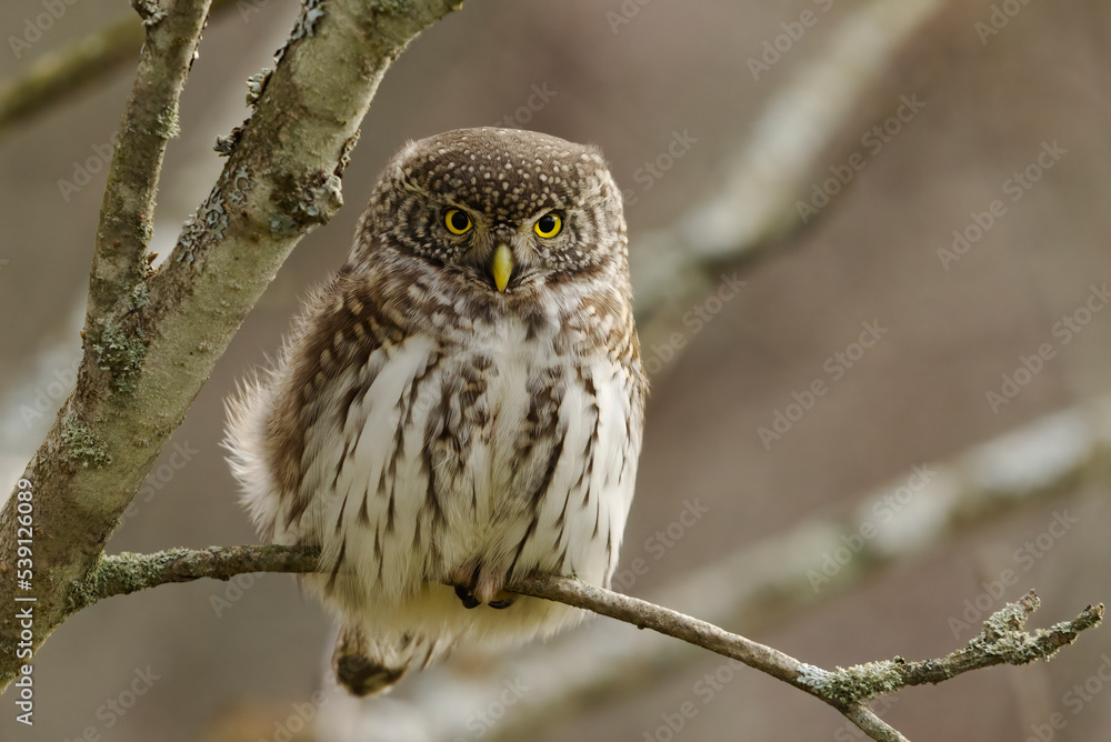 Eurasian pygmy owl (Glaucidium passerinum) sitting on a branch in fall. Eurasian pygmy owl (Glaucidium passerinum) sitting on a branch in fall.