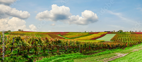 Beautiful vineyard with the colors of autumn. vast plantation of grape in Rhineland Palatinate. Famous vine region of Germany
