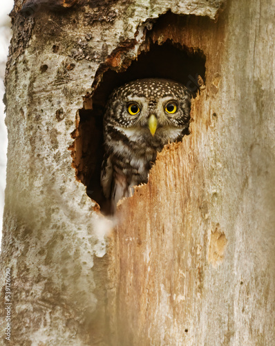 Photography Eurasian pygmy owl (Glaucidium passerinum) peeking from the tree hole