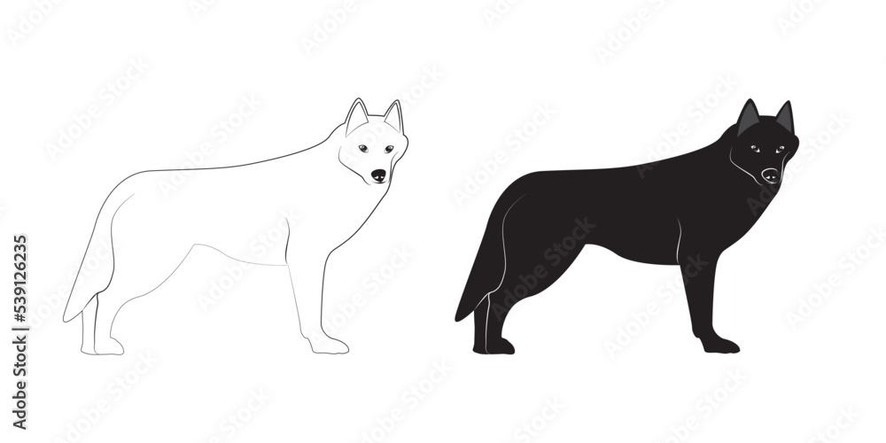 Collection of Siberian Husky in various poses, white and black purebred dog animal vector Illustration on a white background