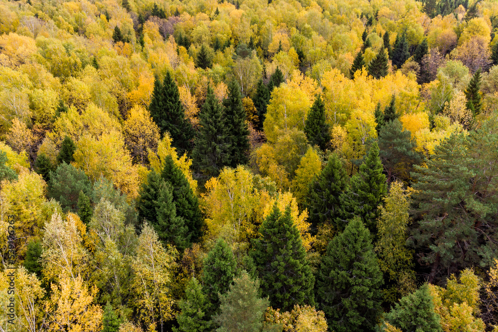Autumn mixed forest from the air