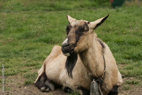 Adult goat with bell on the neck resting on the grass