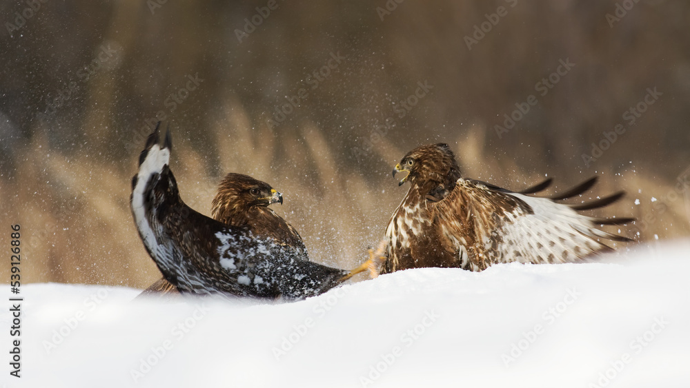 Two common buzzard, buteo buteo, fighting on snow in winter nature. Pair of birds of prey in battle on white glade. Feathered animals against each other on snowy pasture.