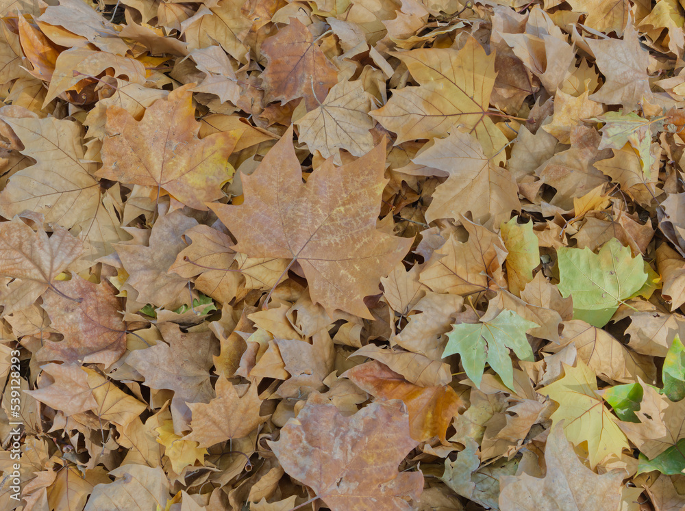 Close up of a pile of autumn leaves
