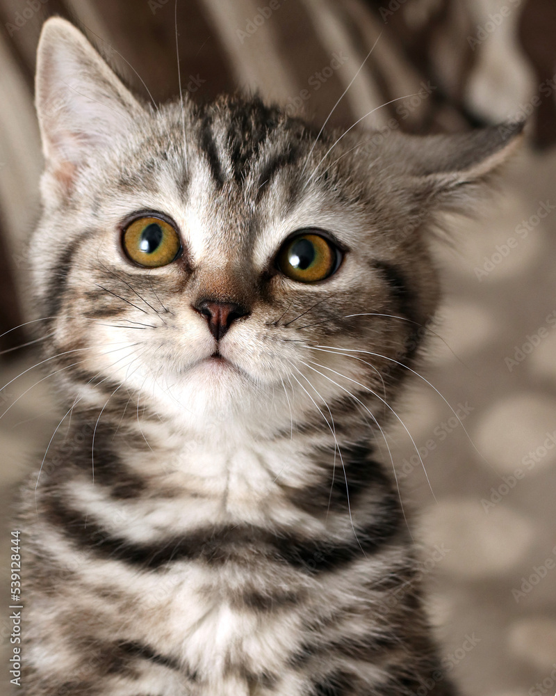 British shorthair purebred kitten with black and white fur. A striped kitten looks into the camera of the camera. Close-up. Big yellow eyes. Cute kitten is 4 months old.