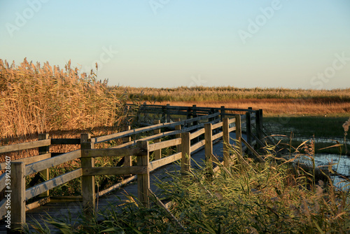 wooden pathway at overgrown lake with reeds and grass