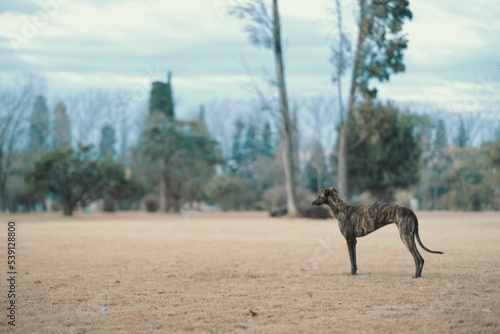 Spanish Greyhound, Galgo espanol captured in its natural habitat photo