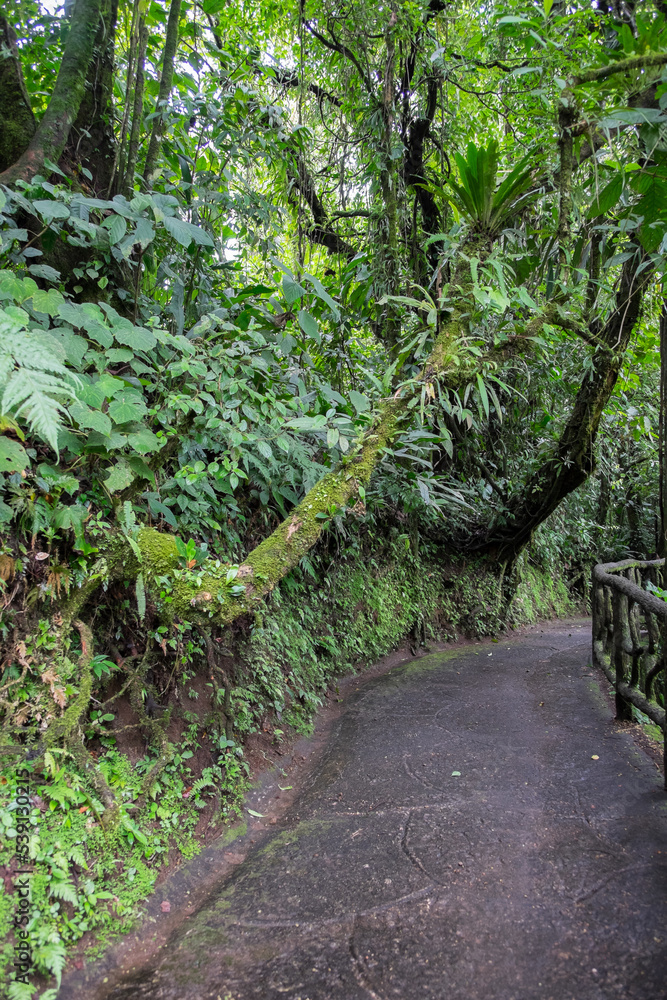 Sendero en un parque natural de la región de La Fortuna en Costa Rica Sendero en un parque natural de la región de La Fortuna en Costa Rica