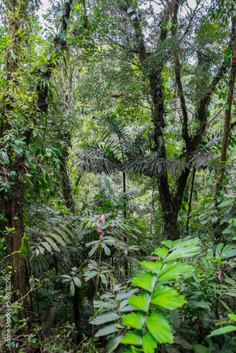 Parque natural en la región de La Fortuna en Costa Rica