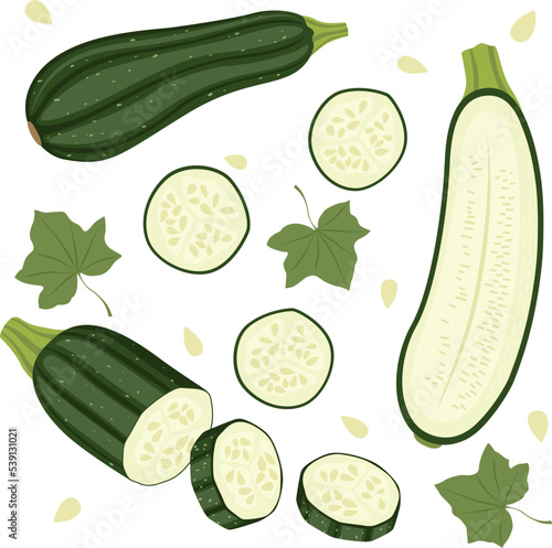 Set of ripe green zucchini, halves, slices and leaves. Vector illustration in flat style isolated on white background.