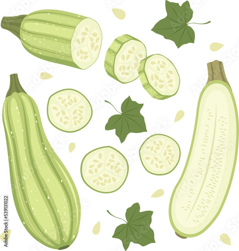 Set of ripe marrow, halves, slices and leaves. Vector illustration in flat style isolated on white background.