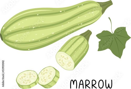 Vector illustration of a ripe marrow with a half of a vegetable, slices and the inscription "marrow" in a flat style on a white background.