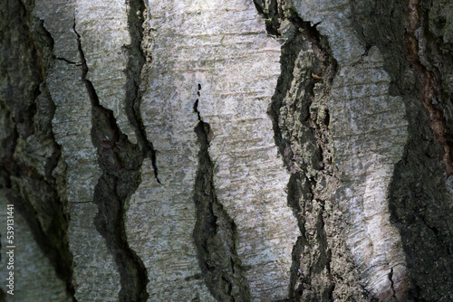 Tree Bark Texture From the British Countryside