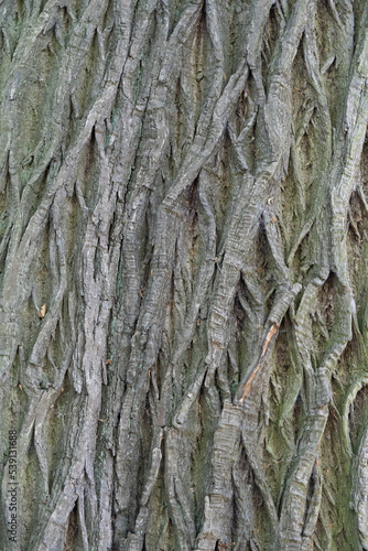 Tree Bark Texture From the British Countryside