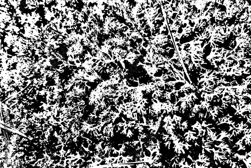 Grunge texture of moss yagel close-up. Moss yagel in black and white. Texture with noise, grit, dirt, dots. Vector illustration. Overlay template.