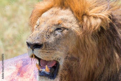 Fototapeta Naklejka Na Ścianę i Meble -  Male lion showing his fangs