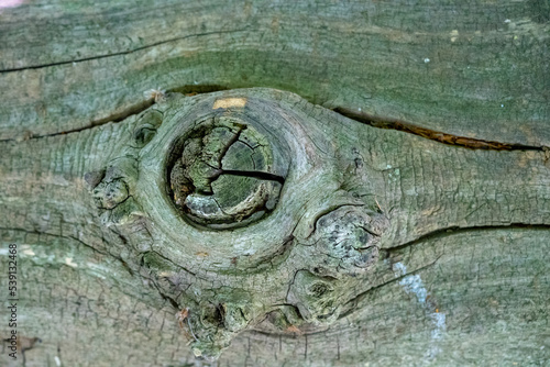 Tree Bark Texture From the British Countryside