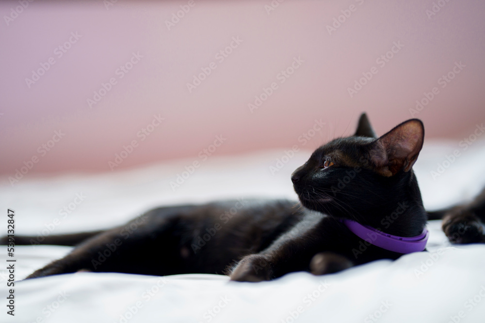 A black cat lies on a white bed and looks to the side.