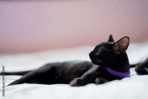 A black cat lies on a white bed and looks to the side.