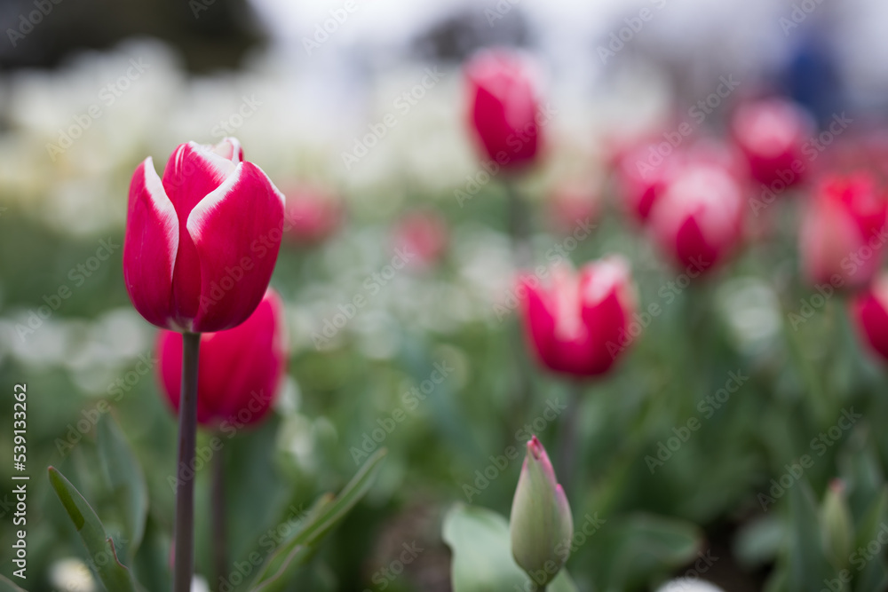 Tulips Tulips