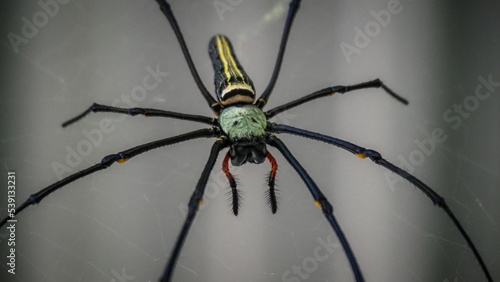 Asian spider in Thailand