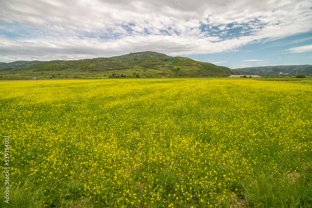 Yellow rapeseed flowers in a large cultivated field near Ejea de los Caballeros, in Aragon, Spain. Example of the agri-food industry and primary sector for the extraction of rapeseed oil.