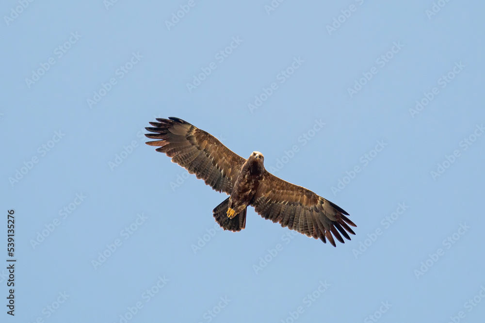 Lesser Spotted Eagle flying in the sky Lesser Spotted Eagle flying in the sky