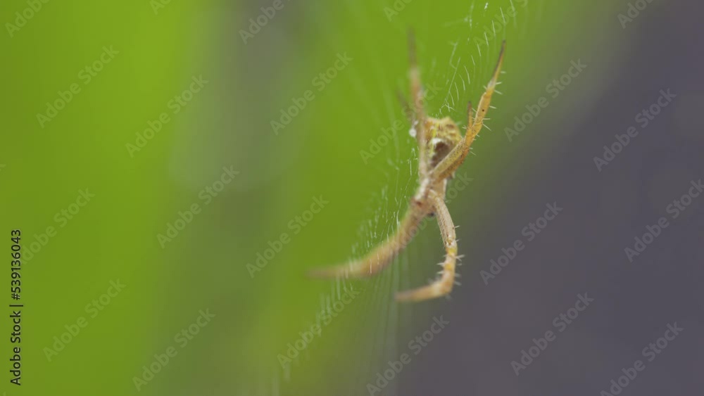 A small spider guarding its web waiting for its trapped prey A small spider guarding its web waiting for its trapped prey