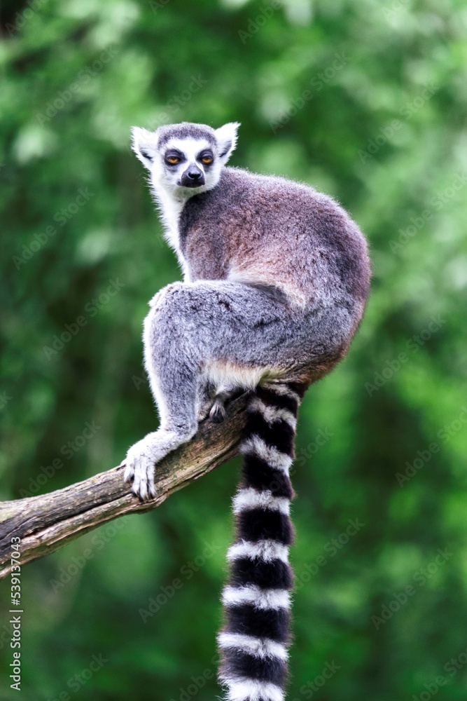 Obraz premium A portrait of a single ring-tailed lemur, or maki, sitting on the end of a branch of a tree. the mammal is looking around. the tail of the cute animal is black and white striped.