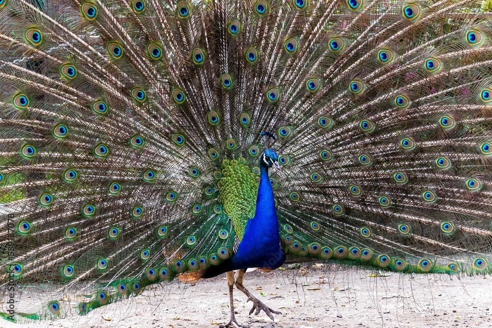 Obraz premium A portrait of an elegant and majestic peacock spreading its colorful tail feathers proudly. The pattern on the feathers looks like a lot of eyes to scare predators.