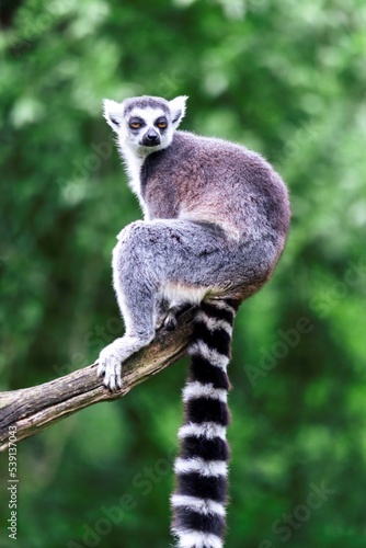 A portrait of a single ring-tailed lemur, or maki, sitting on the end of a branch of a tree. the mammal is looking around. the tail of the cute animal is black and white striped.