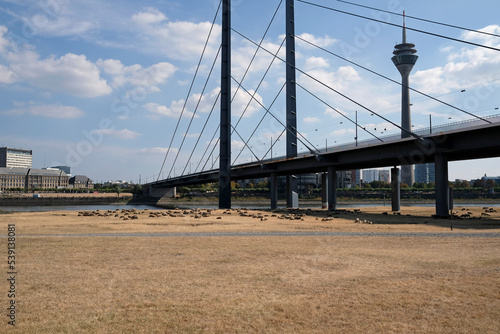 Climate change - the Rhine dwindles and grass turns brown during a severe drought in Düsseldorf, Germany photo