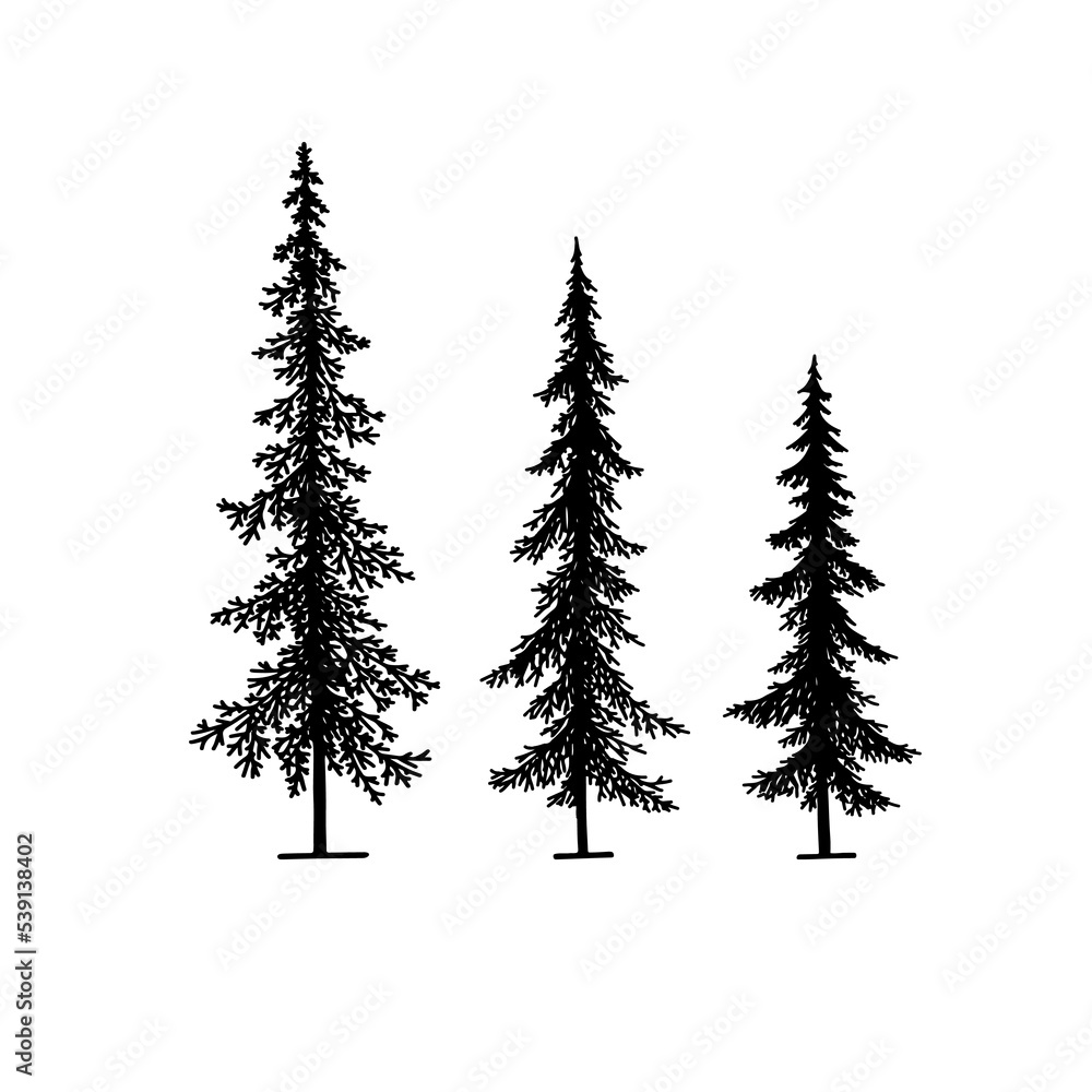coniferous trees silhouette