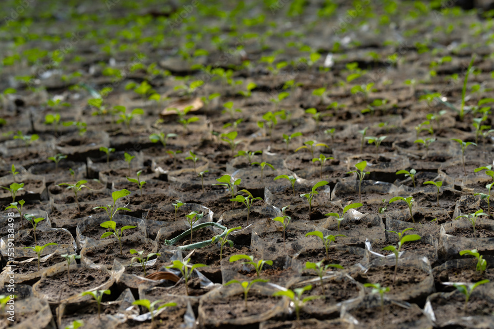 Small sapling tree in the garden. Little green plant sapling agriculture concept Small sapling tree in the garden. Little green plant sapling agriculture concept