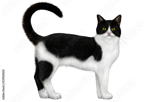 白黒模様の猫のイラスト