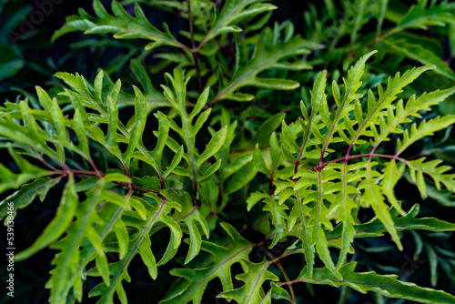 Polyscias filicifolia - Fernleaf Aralia. Once pinnate leaf, with long thin jagged leaflets, often yellowish, especially in the sun photo