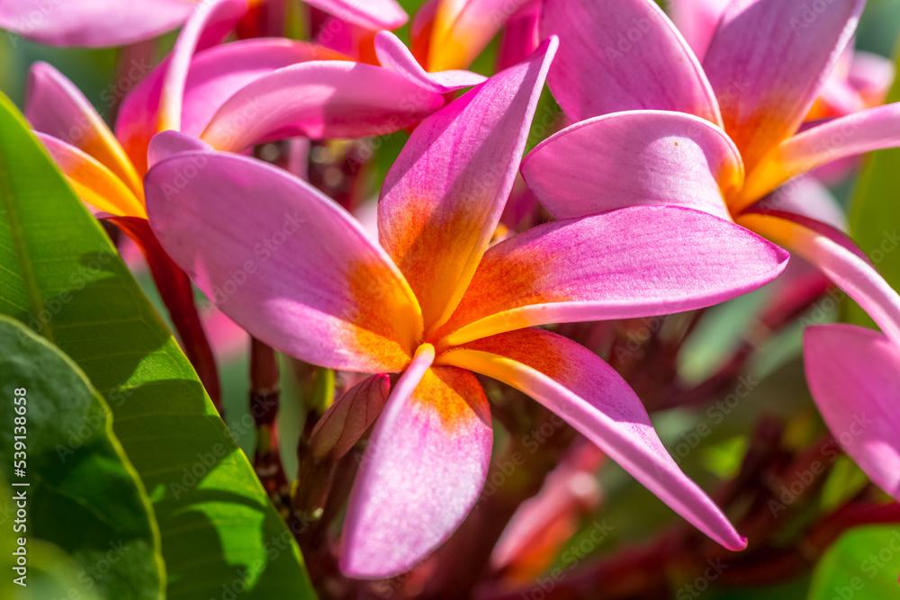 Fototapeta premium Frangipaniers roses de Tahiti 