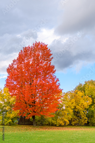 Lonely red leaf tree during autumn season