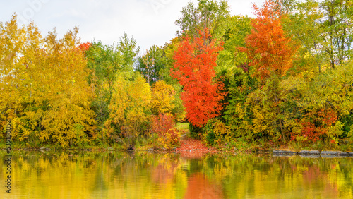 Autumn colours in Terraview Park  Toronto  Canada