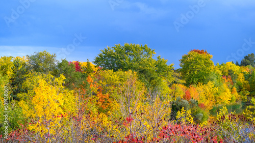 Photography Aerial view of autumn or fall colours in trees