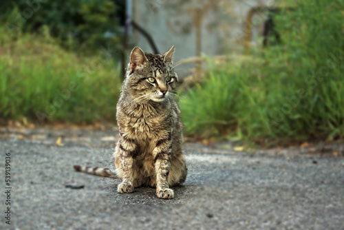 black-gray-striped sits on gray pavement with a serious expression on his face. only cat in focus.