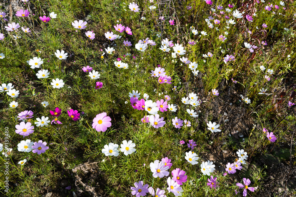 cosmea flowers growing on the field cosmea flowers growing on the field