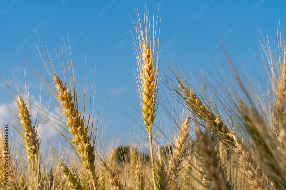wheat in the field on a sunny day wheat in the field on a sunny day