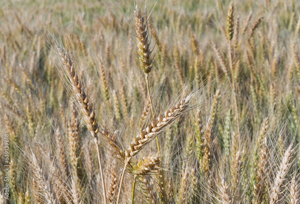 Fototapeta premium wheat in the field on a sunny day
