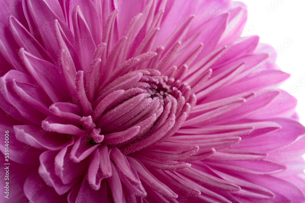 chrysanthemum isolated StockFoto Adobe Stock